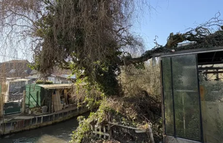 Après - Élagage et entretien de jardin à Lens Liévin Lille Arras Douai - Rémy Multi Services