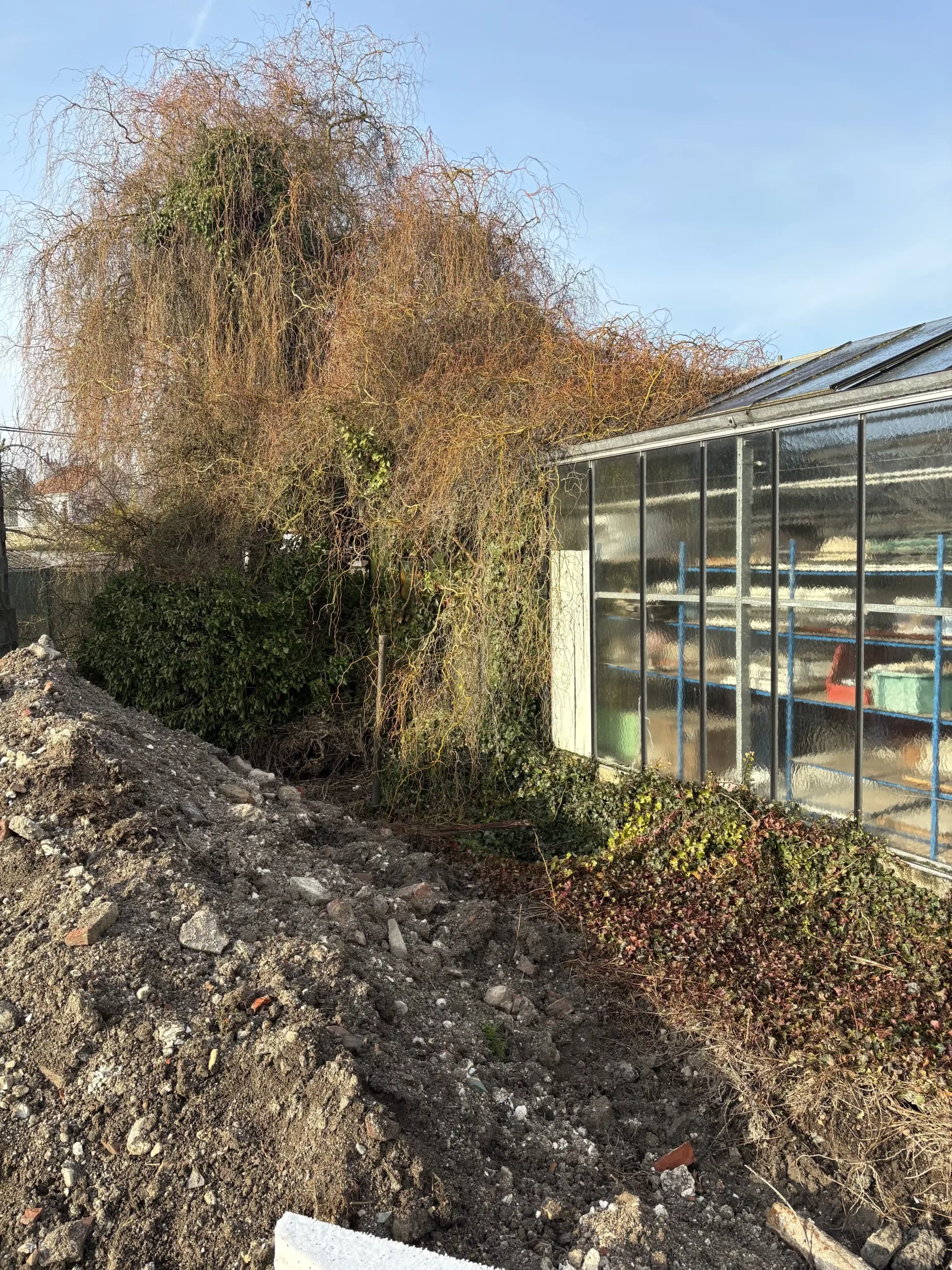 Avant - Élagage et entretien de jardin à Lens Liévin Lille Arras Douai - Rémy Multi Services