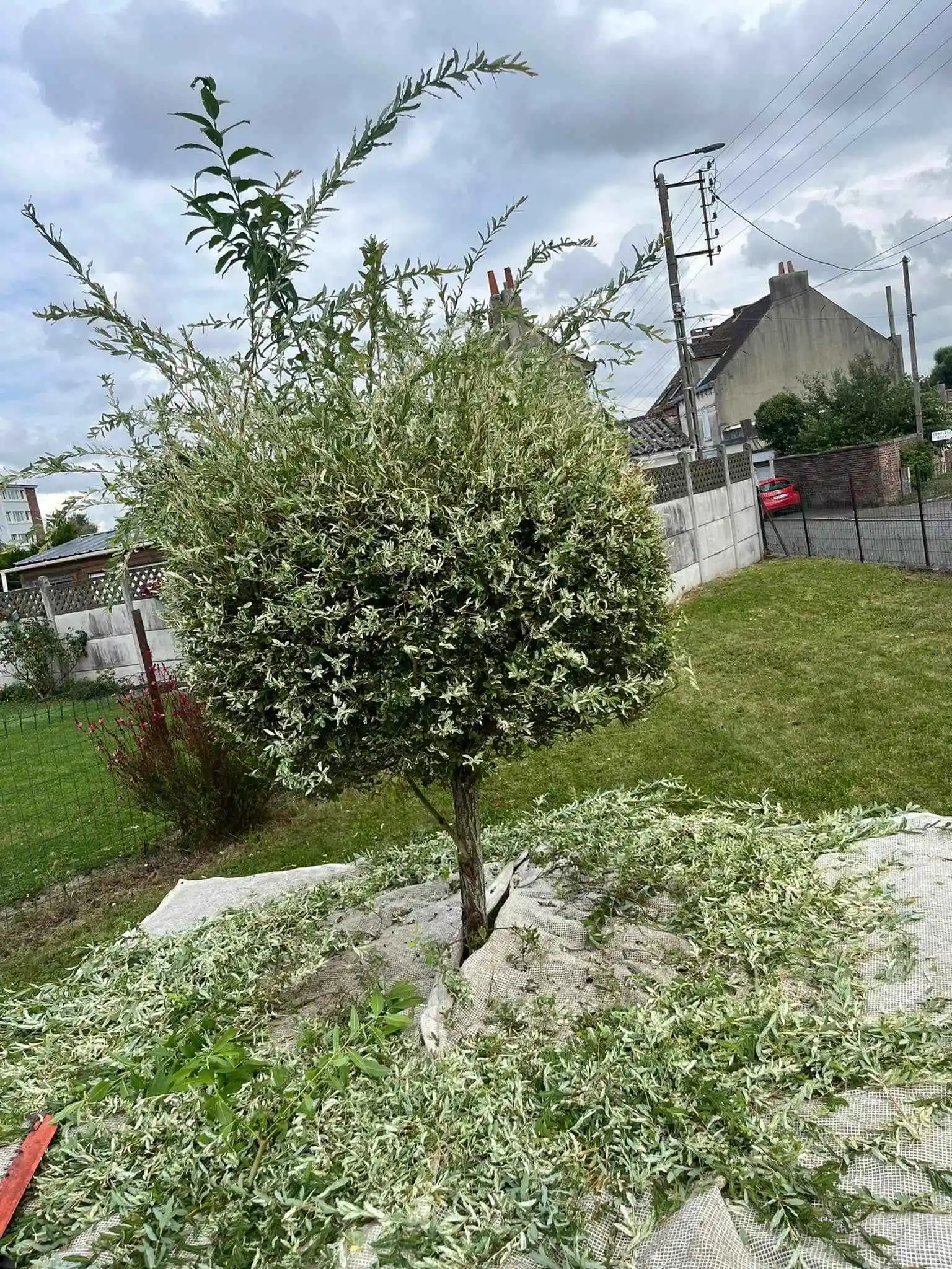 Avant - Élagage et entretien de jardin et paysagiste à Lens Liévin Lille Arras Douai - Rémy Multi Services